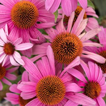 Prairie Splendor Deep Rose Coneflower