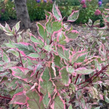 Variegated Foliage of Sgt Pepper Dogwood