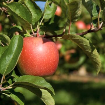 Semi-Dwarf Cortland Apple