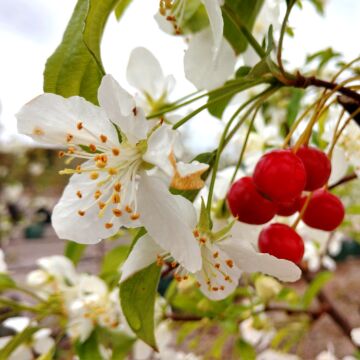 Red Jewel™ Crabapple