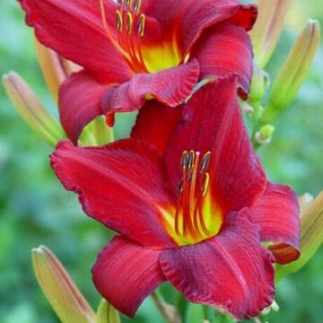 Chicago Apache Daylily