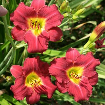 Pardon Me Daylily