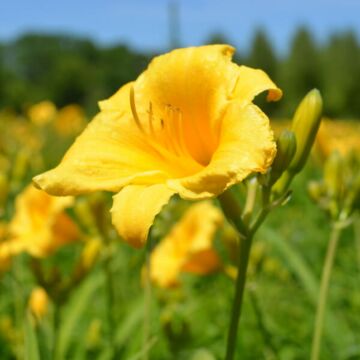 Stella d'Oro Daylily