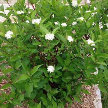 Bailey Red-Twigged Dogwood