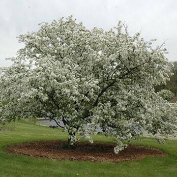 Donald Wyman Crabapple