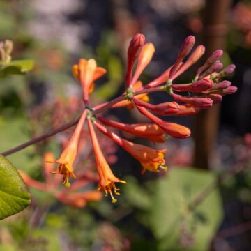 Dropmore Scarlet Honeysuckle