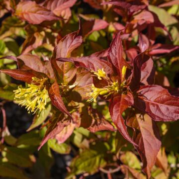 Bush Honeysuckle