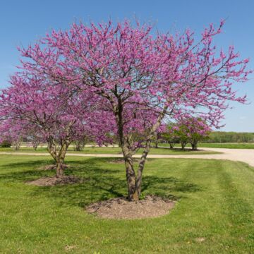 Eastern Redbud Tree (Columbus Strain)