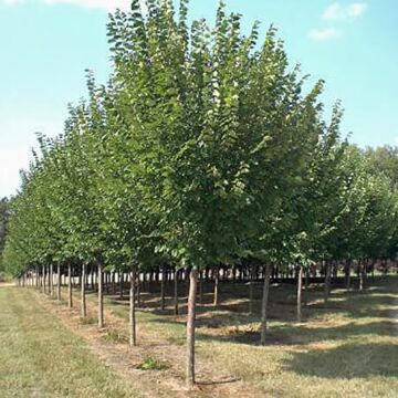 Princeton Elm