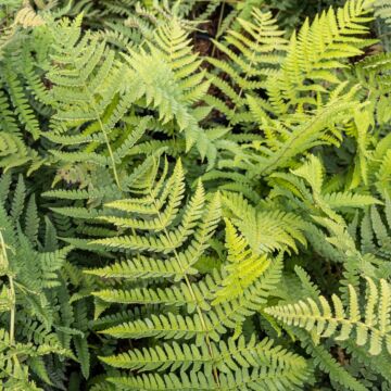 Leatherwood Fern