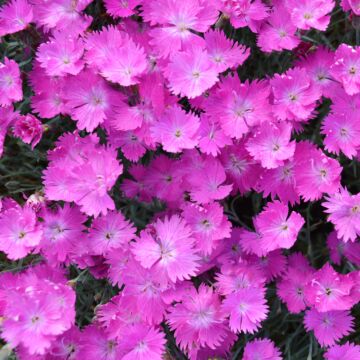 Firewitch Dianthus