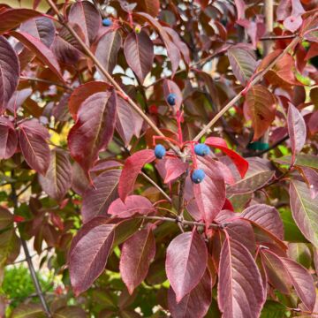 Forest Rouge® Blackhaw Viburnum