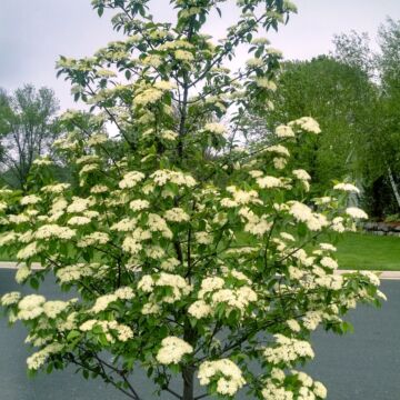 Forest Rouge™ Blackhaw Viburnum Tree