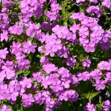 Forever Pink Phlox