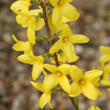 Lynwood Gold Forsythia