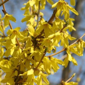 Meadowlark Forsythia