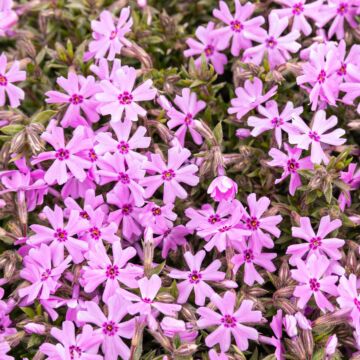 Fort Hill Creeping Phlox