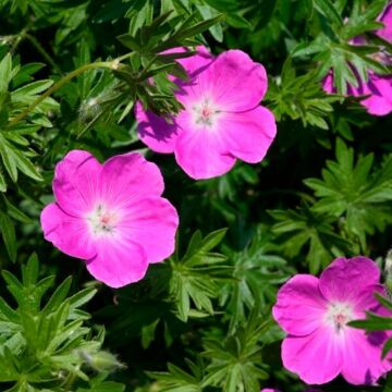 Max Frei Geranium