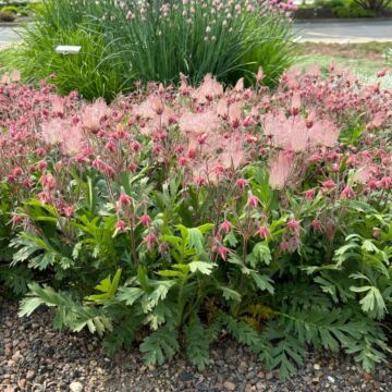 Prairie Smoke