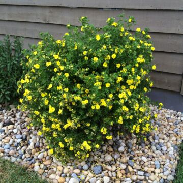 Gold Star Potentilla