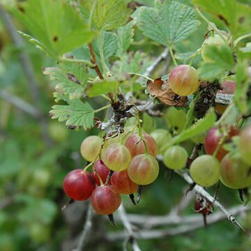 Pixwell Gooseberry