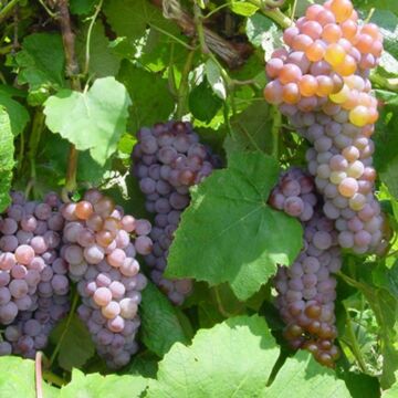 Canadice Grape