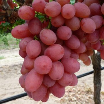 Reliance Seedless Grape