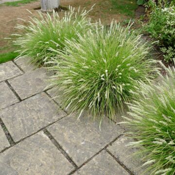 Autumn Moor Grass