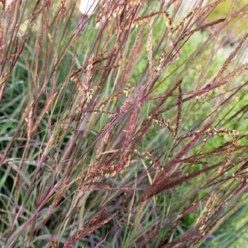 Blackhawks Big Bluestem Grass