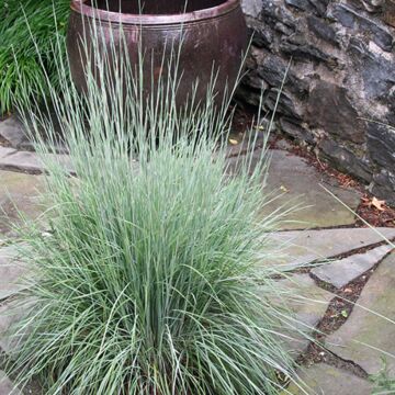 Little Bluestem Grass