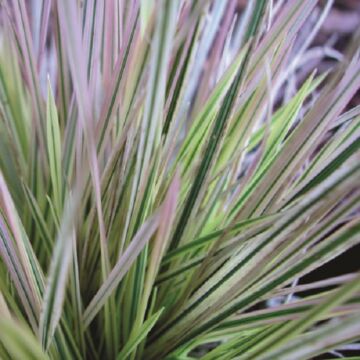 Northern Lights Tufted Hair Grass