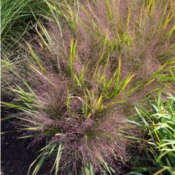 Purple Lovegrass