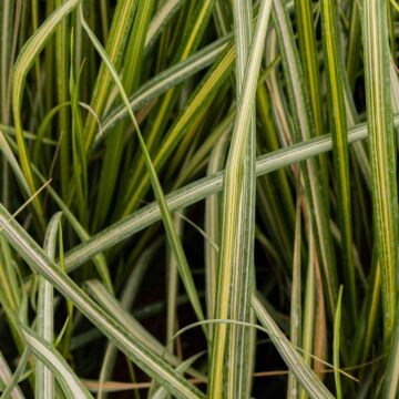 Eldorado Feather Reed Grass