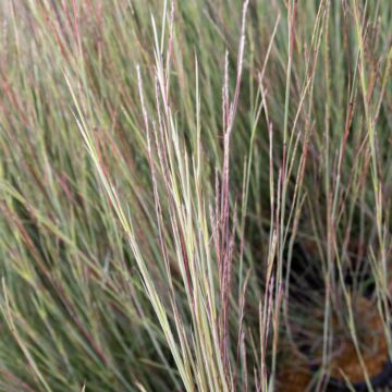 The Blues Little Bluestem Grass