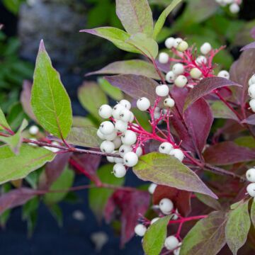 Gray Dogwood