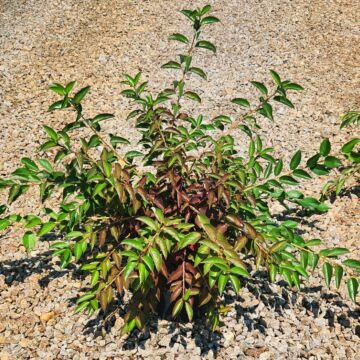 Great Plains™ Silky Dogwood