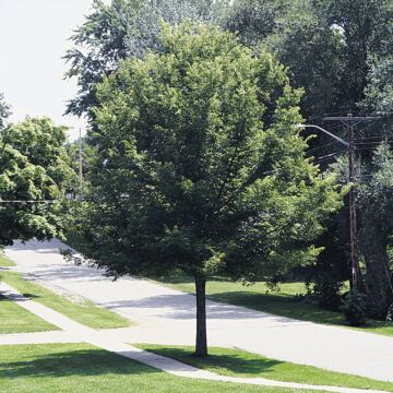 Common Hackberry