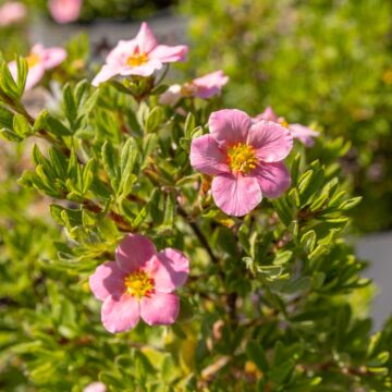 Happy Face® Pink Paradise Potentilla