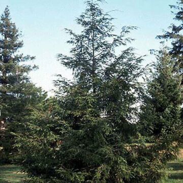 Canadian Hemlock