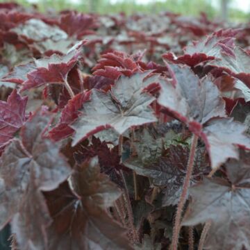 Blackout Coral Bells