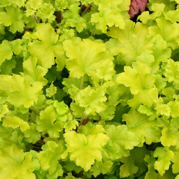 Lime Marmalade Coral Bells