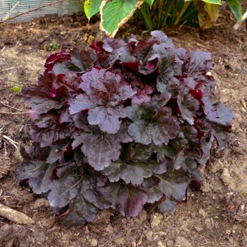 Mahogany Monster Coral Bells