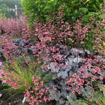 Smoke and Mirrors Coral Bells in bloom