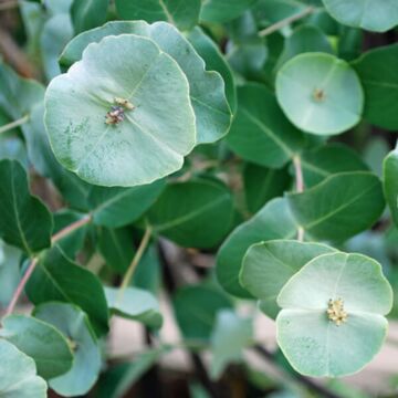 Kintzley's Ghost Honeysuckle