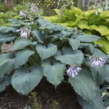 Diamond Lake Hosta