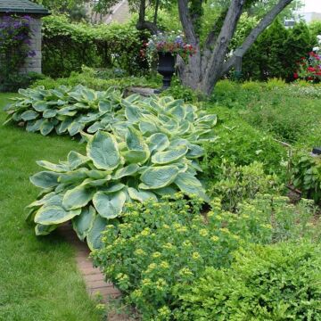 Frances Williams Hosta