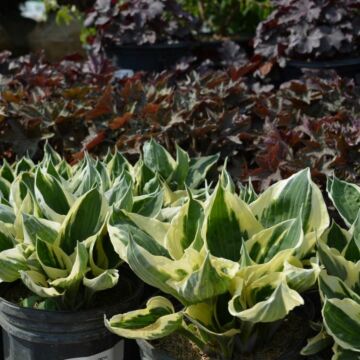 Patriot Hosta