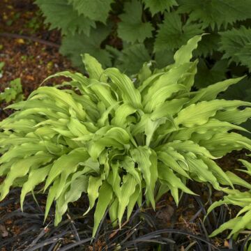 Mature Curly Fries Hosta