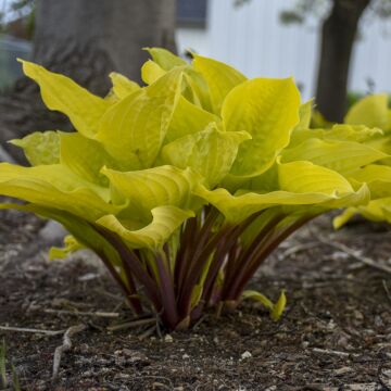 Fire Island Hosta foliage