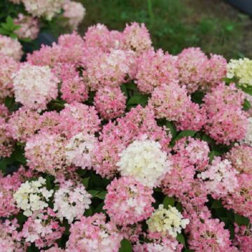 Fire Light Tidbit® Hydrangea